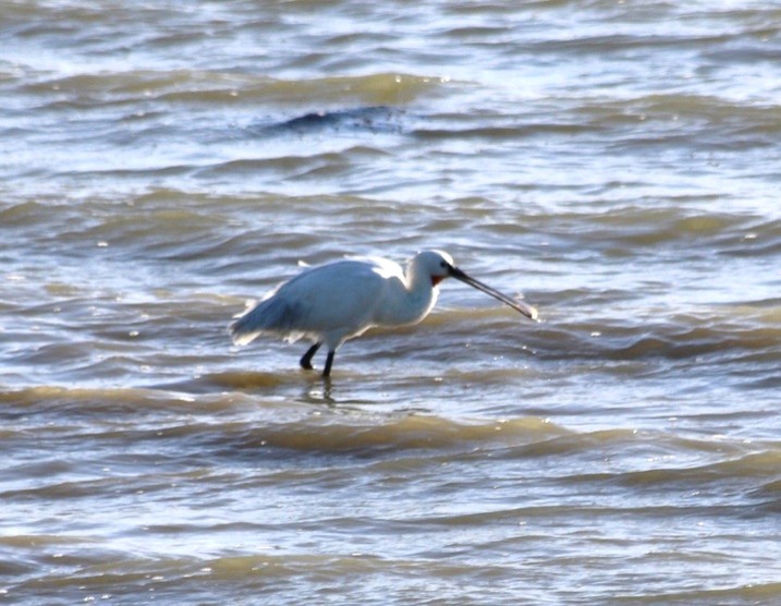 Lepelaar (Zeeland). Foto van Maaike S.